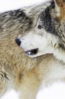 Wolf blickt zurück — Stockfoto