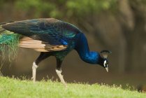 Peacock Feeding outdoors — Stock Photo