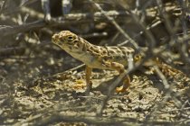 Тупоносый леопардовый ящер — стоковое фото