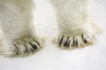 Pies de oso polar - foto de stock