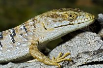 Сан-Дієго Крокодилова ящірка (Elgaria Multicarinata) — стокове фото