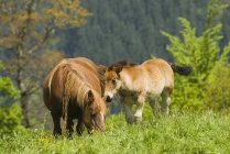 Stute und Fohlen im Hochgebirge — Stockfoto
