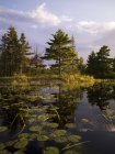 Eau de lac avec des plantes — Photo de stock