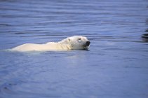 Плавання полярного ведмедя — стокове фото