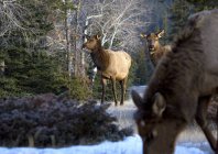 Elks standing on snow — Stock Photo