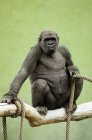 Gorille assis avec corde — Photo de stock