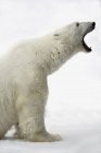 Oso polar con mandíbulas abiertas - foto de stock
