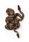 Дві змії Python м'яч — стокове фото