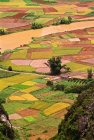 Campos de arroz, Yangshuo — Fotografia de Stock