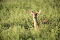Deer laying In Brush — Stock Photo