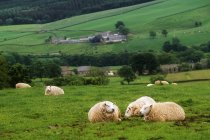 Schafe liegen auf dem Feld — Stockfoto
