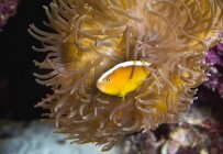 Fisch in Seeanemone — Stockfoto