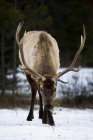 Elk standing on snow — Stock Photo