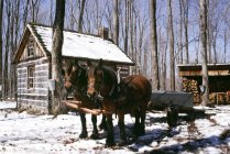 Vagão puxado a cavalo e casa de açúcar em florestas de açúcar — Fotografia de Stock