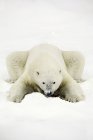 Белый медведь лежит в снегу — стоковое фото