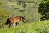 Mare And Foal In Mountain Pastures — Stock Photo