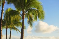 Palmiers contre ciel bleu — Photo de stock