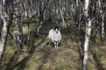 Вівці в срібних березових деревах — стокове фото