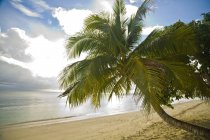 Playa de arena con palmera - foto de stock