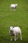Lambs grazing In green Field — Stock Photo