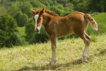 Cantabrico montagna pony puledro — Foto stock