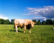 Бык Шароле в травянистом поле — стоковое фото