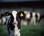 Holstein-Friesian теля — стокове фото