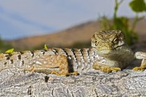 San diego alligator eidechse — Stockfoto