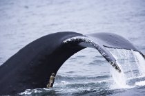 Горбатый кит (Megaptera Novaengliae), Внутренний проход, Southea — стоковое фото
