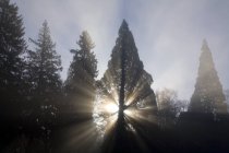 Дерева в туман, штат Орегон — стокове фото