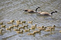Goslings In  Water With Parent — Stock Photo