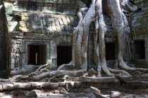 Raíces de árboles que cubren las ruinas del templo - foto de stock