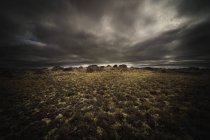 Травяное поле с камнями — стоковое фото