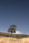 Árvore solitária em campo — Fotografia de Stock