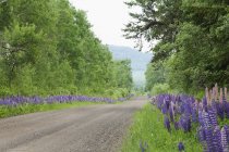 Estrada do país com Lupines crescendo ao longo dele — Fotografia de Stock