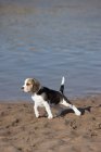 Beagle cucciolo sulla spiaggia — Foto stock