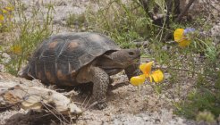 Deserto tartaruga passar grama alta — Fotografia de Stock