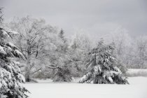 Bäume mit Schnee bedeckt — Stockfoto