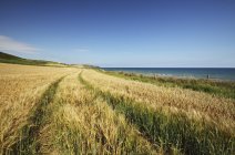 Пшеничное поле в Восточной Корке в Манстерском регионе — стоковое фото