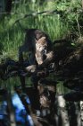 Reflection Of Lynx In Stream — Stock Photo