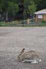 Rabbit On sitting Road — Stock Photo