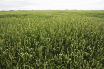 Campo de trigo verde - foto de stock