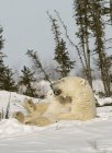 Полярний ведмідь з ведмежам снігу — стокове фото
