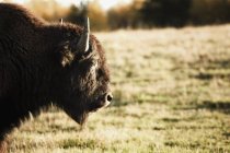 Buffalo sur déposé avec de l'herbe verte — Photo de stock