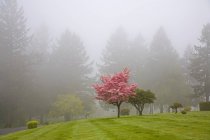Кизил дерева в туман — стокове фото