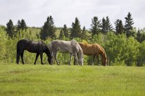 Three Horses Grazing — Stock Photo