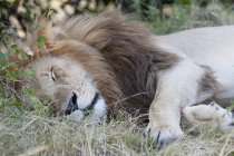 Лев спит на траве — стоковое фото