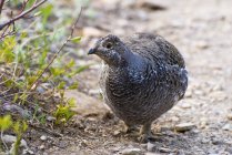 Spruce Grouse standing on ground — Stock Photo