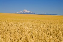 Campo de trigo con monte Hood - foto de stock