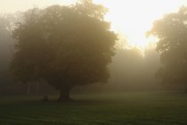 Misty Manhã sobre o campo — Fotografia de Stock